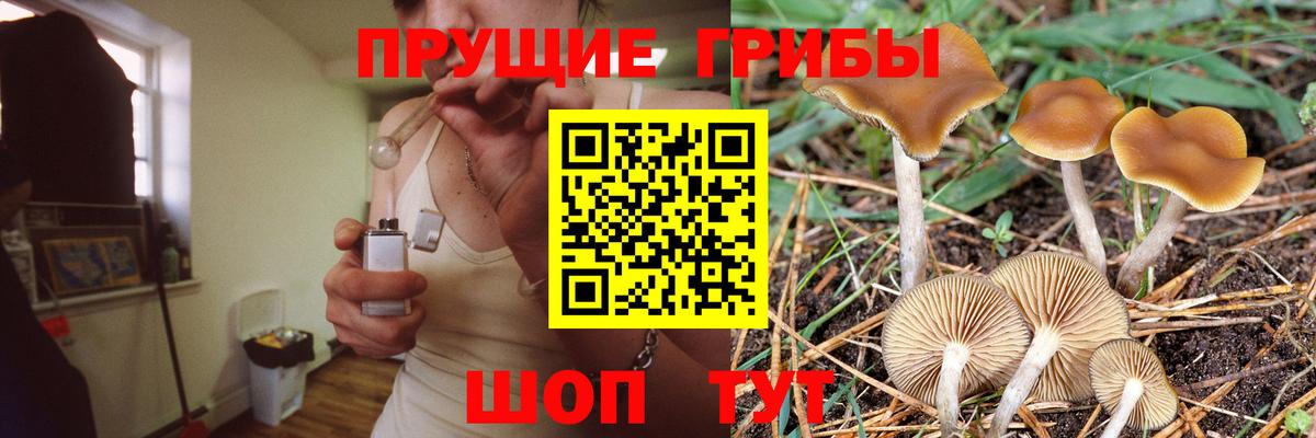 Галлюциногенные грибы Psilocybe Нововоронеж